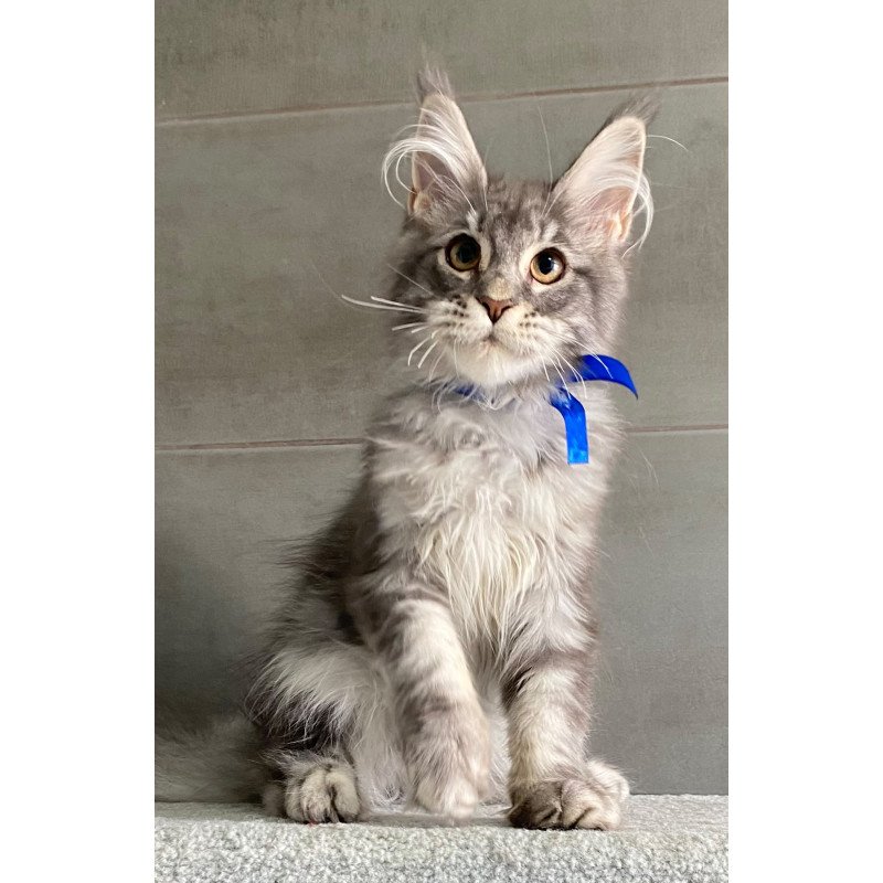 Maine Coon EZ Ussuriysk