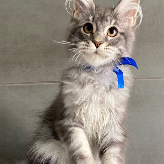 Maine Coon EZ Ussuriysk