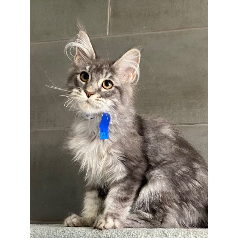 Maine Coon EZ Ussuriysk