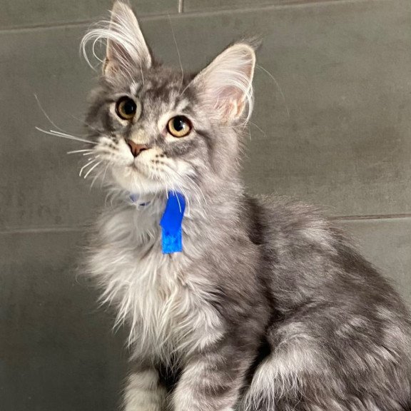 Maine Coon EZ Ussuriysk