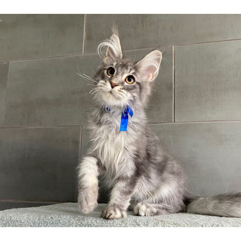 Maine Coon EZ Ussuriysk