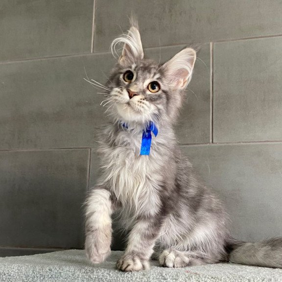 Maine Coon EZ Ussuriysk