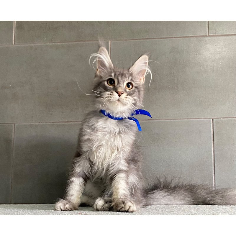 Maine Coon EZ Ussuriysk