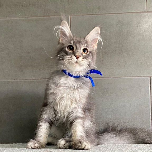 Maine Coon EZ Ussuriysk