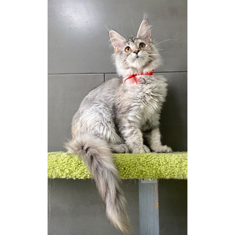 Maine Coon EZ Western Dream