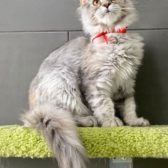 Maine Coon EZ Western Dream