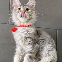 Maine Coon EZ Western Dream