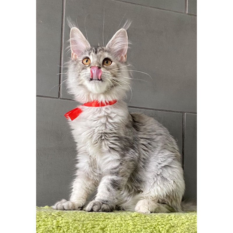 Maine Coon EZ Western Dream