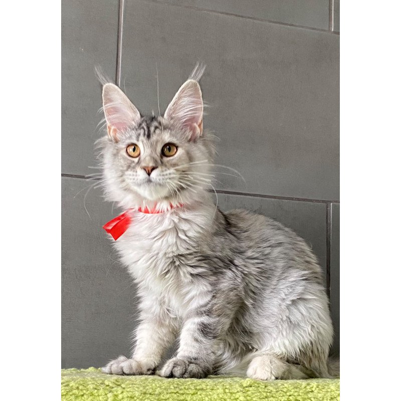 Maine Coon EZ Western Dream