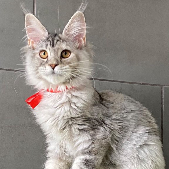 Maine Coon EZ Western Dream