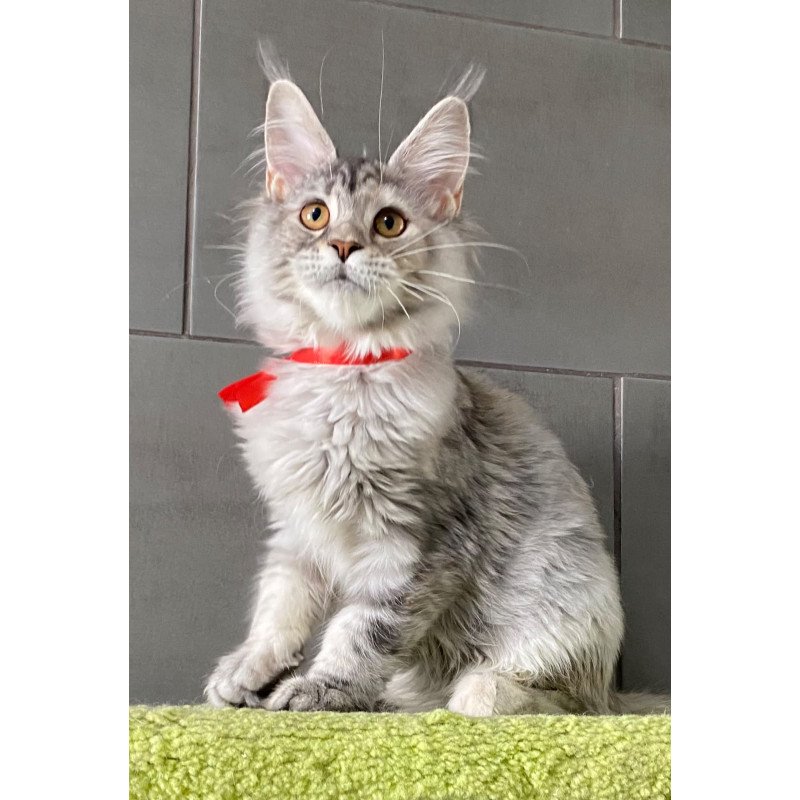 Maine Coon EZ Western Dream