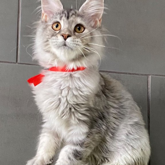 Maine Coon EZ Western Dream
