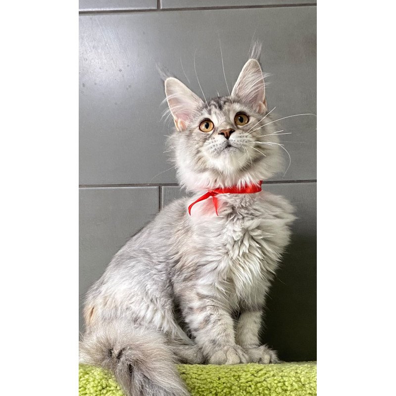 Maine Coon EZ Western Dream