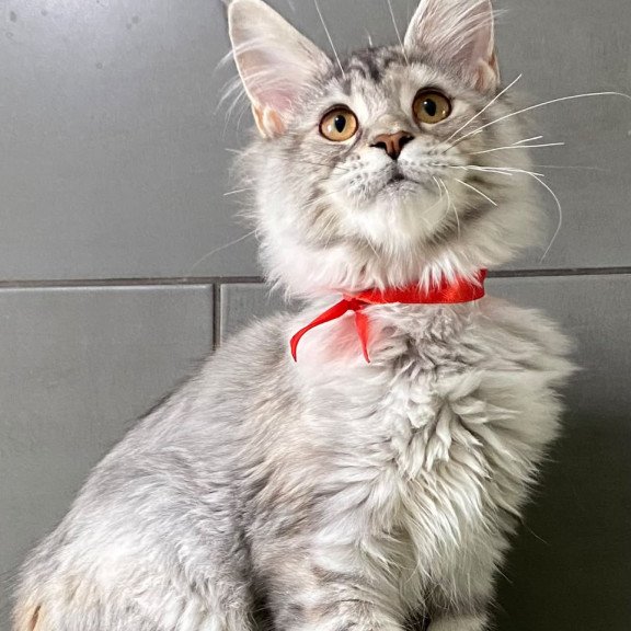 Maine Coon EZ Western Dream