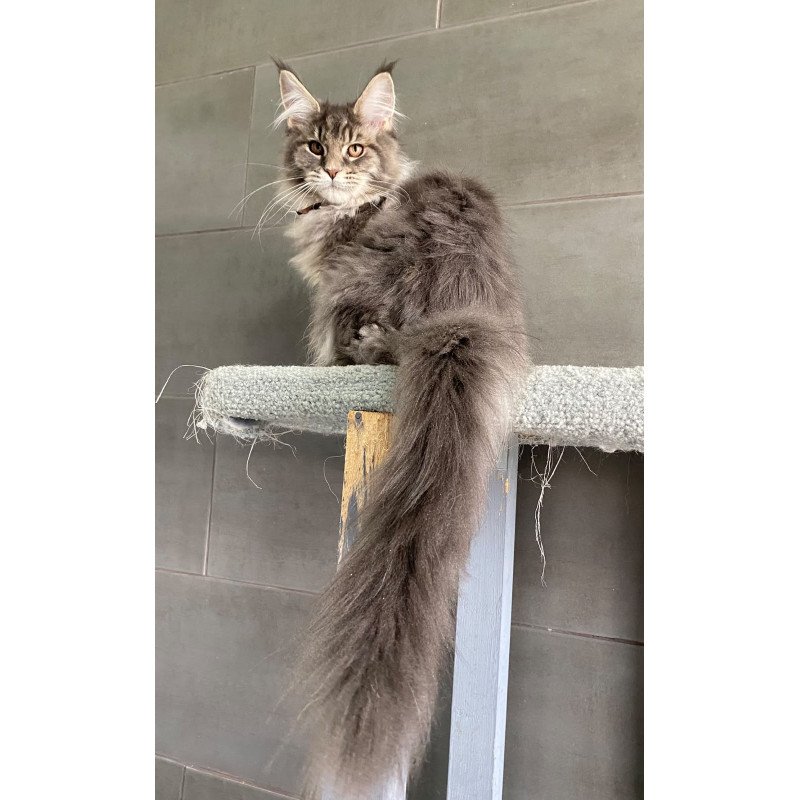 Maine Coon EZ Tolyatti