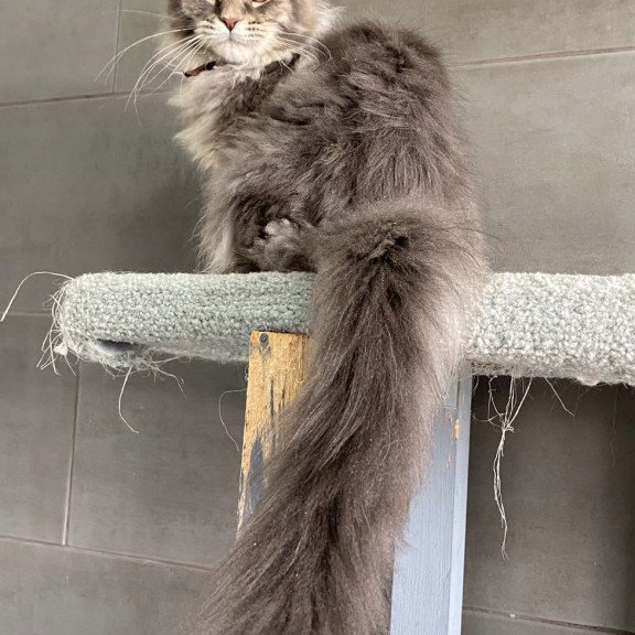 Maine Coon EZ Tolyatti