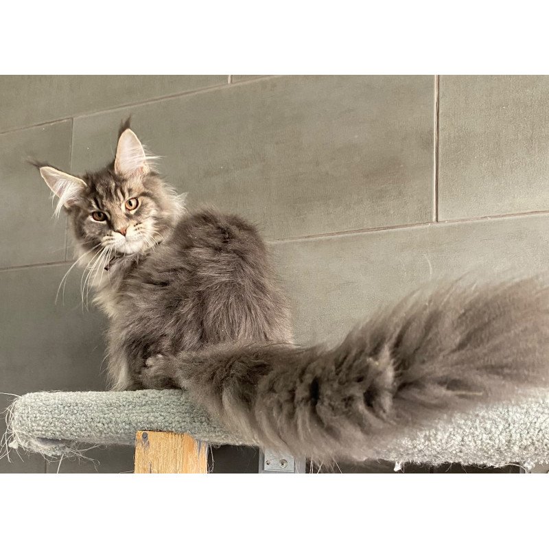 Maine Coon EZ Tolyatti