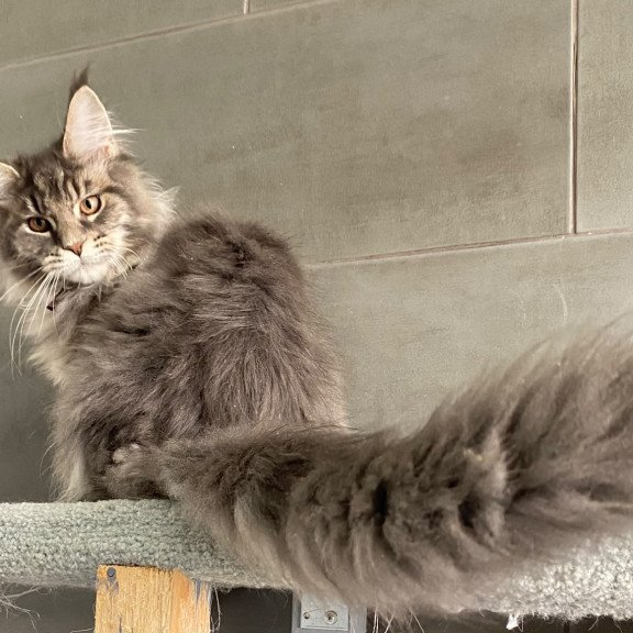 Maine Coon EZ Tolyatti