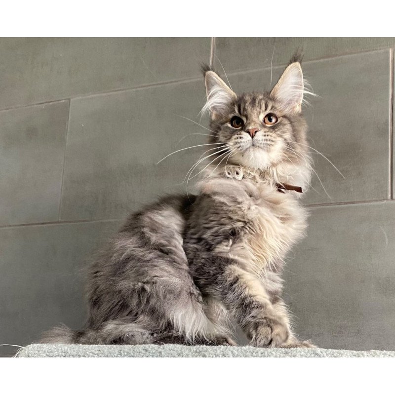 Maine Coon EZ Tolyatti