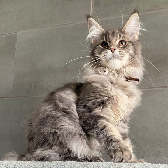 Maine Coon EZ Tolyatti