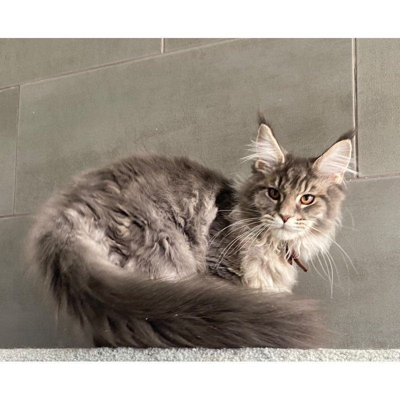 Maine Coon EZ Tolyatti