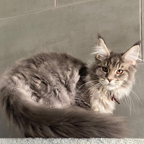 Maine Coon EZ Tolyatti