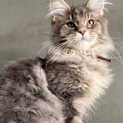 Maine Coon EZ Tolyatti