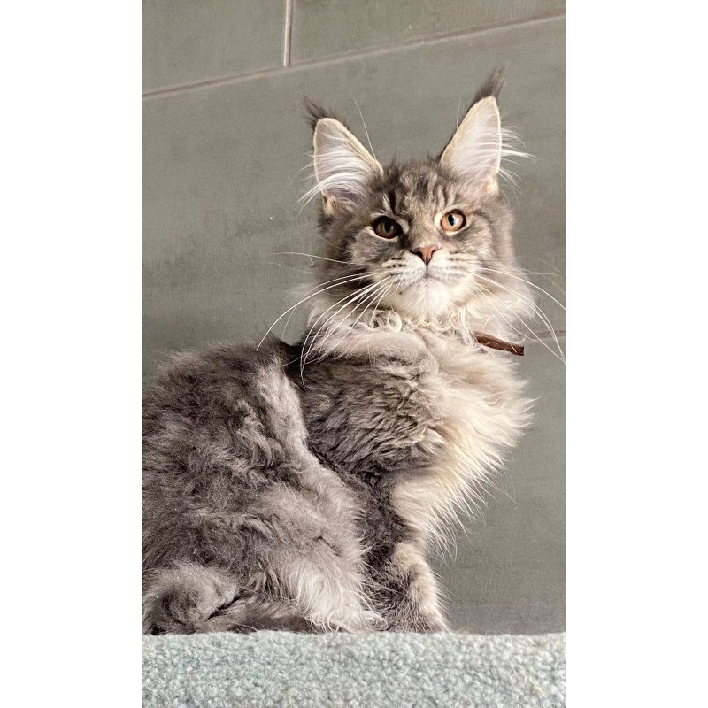 Maine Coon EZ Tolyatti