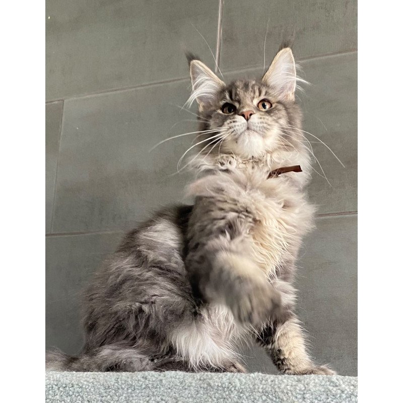 Maine Coon EZ Tolyatti