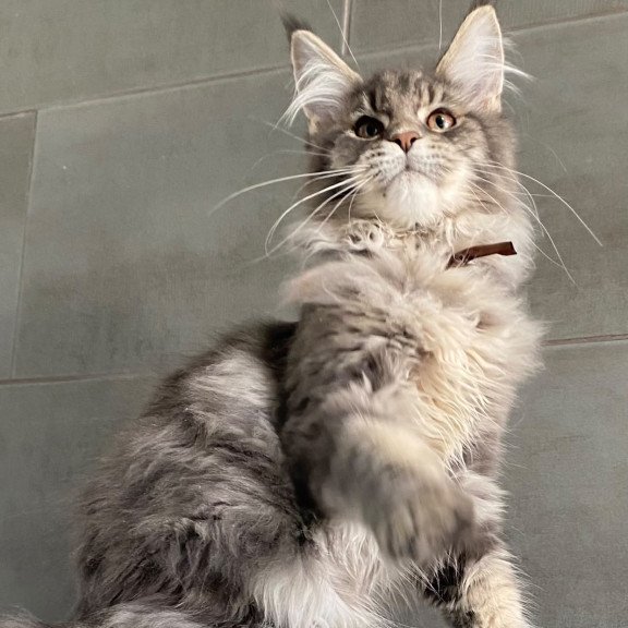 Maine Coon EZ Tolyatti