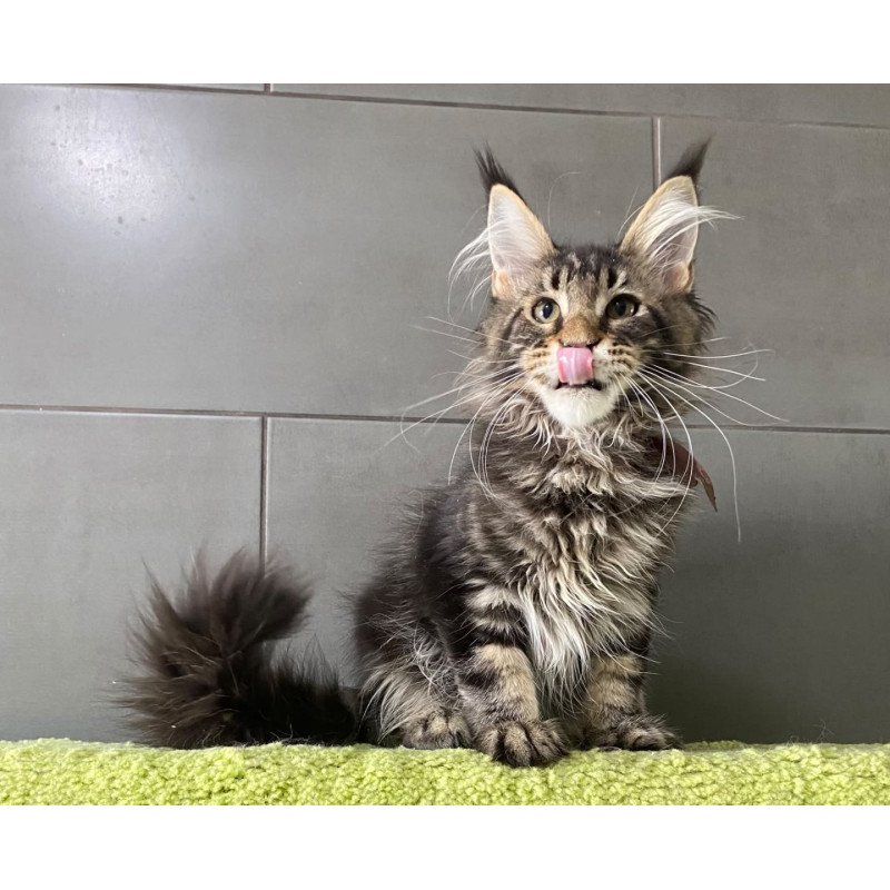 Maine Coon EZ Albasatin