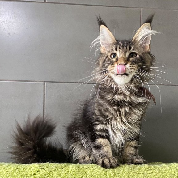 Maine Coon EZ Albasatin