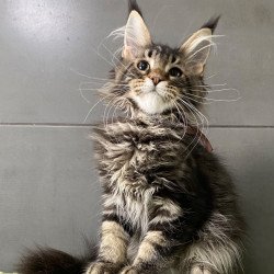 Maine Coon EZ Albasatin