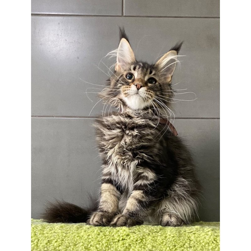 Maine Coon EZ Albasatin