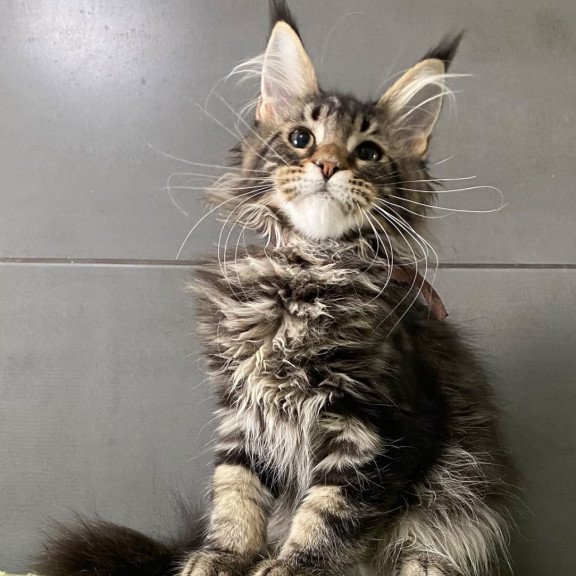 Maine Coon EZ Albasatin