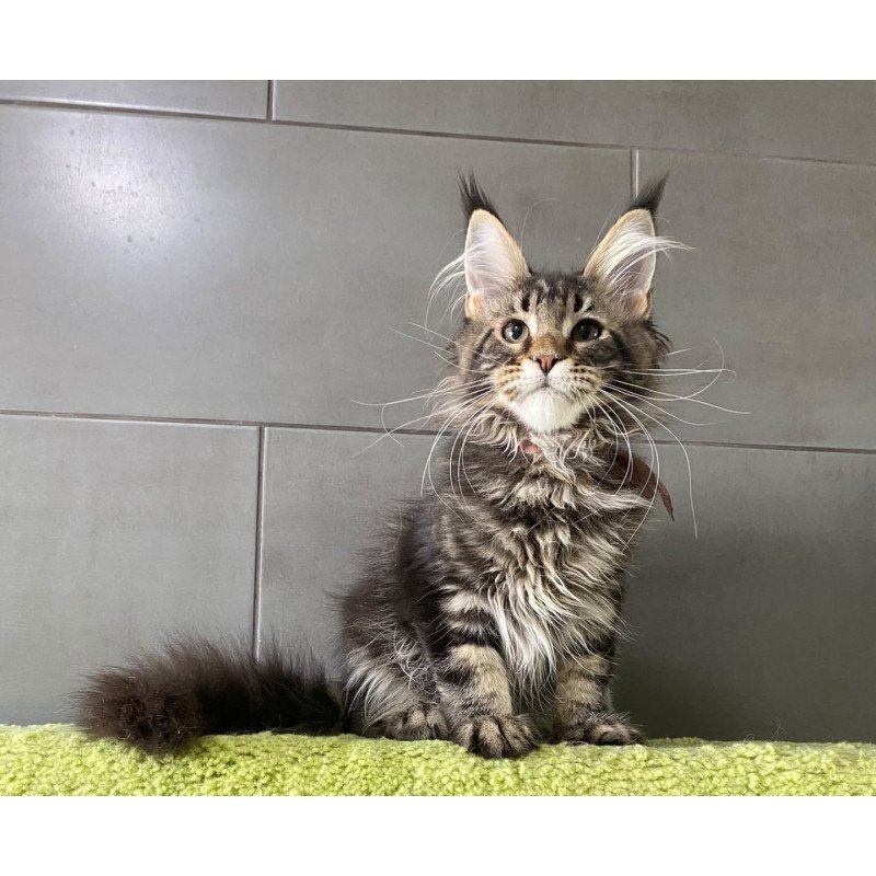 Maine Coon EZ Albasatin