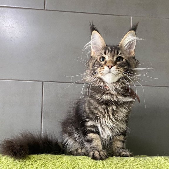Maine Coon EZ Albasatin