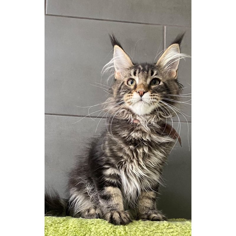 Maine Coon EZ Albasatin