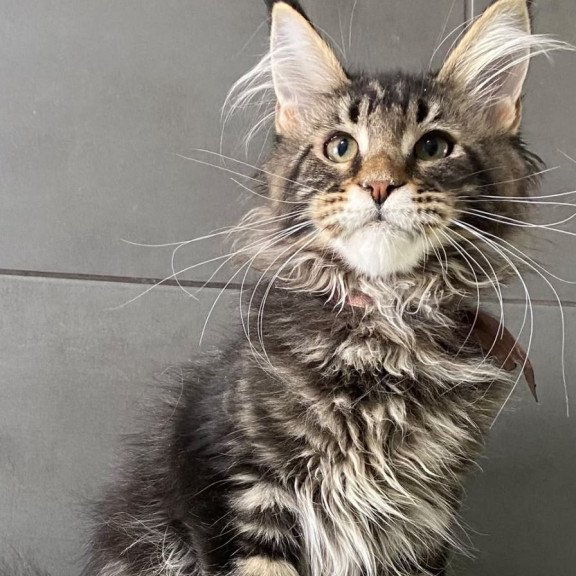 Maine Coon EZ Albasatin