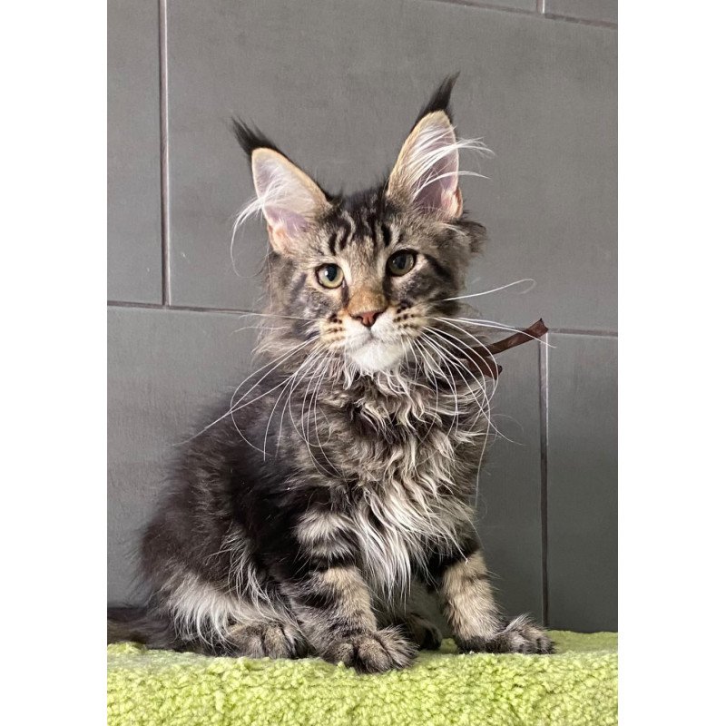 Maine Coon EZ Albasatin