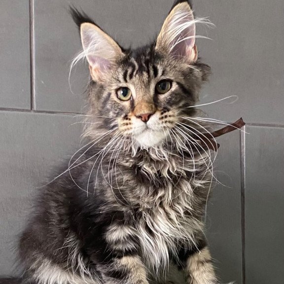 Maine Coon EZ Albasatin