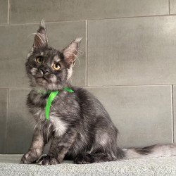 Maine Coon EZ Ural