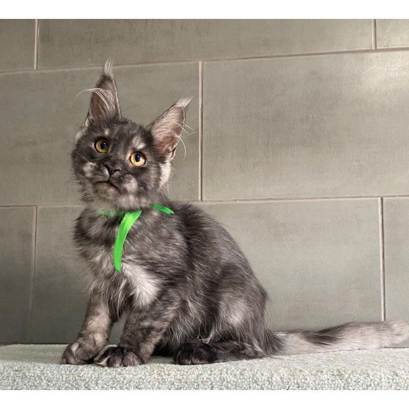 Maine Coon EZ Ural