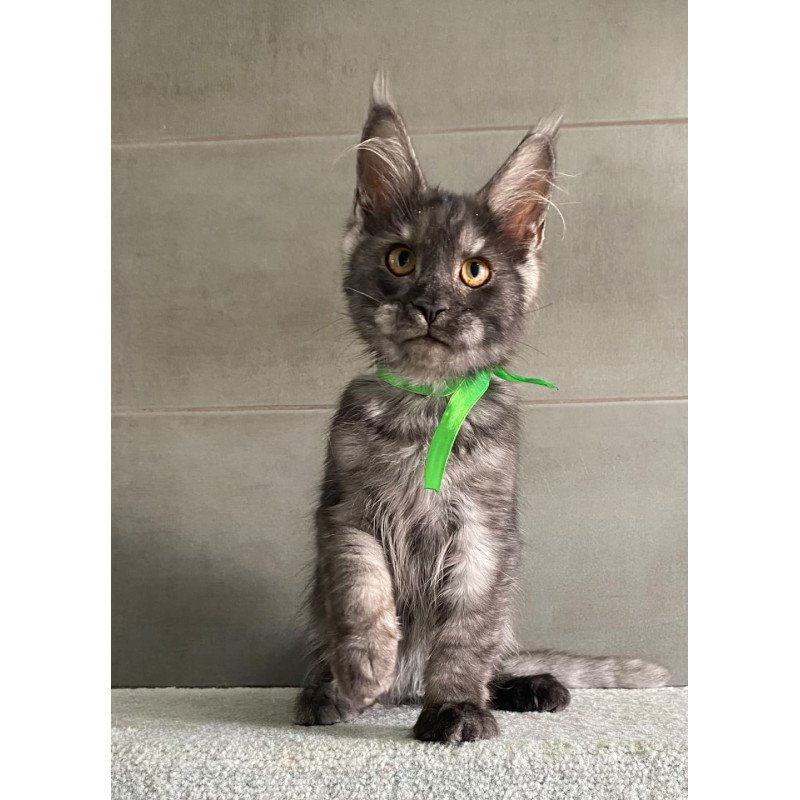 Maine Coon EZ Ural