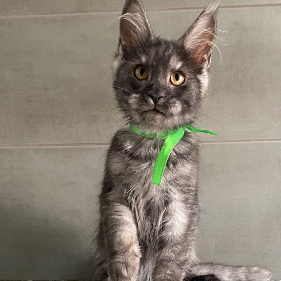 Maine Coon EZ Ural