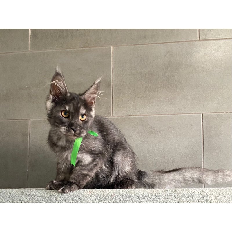 Maine Coon EZ Ural