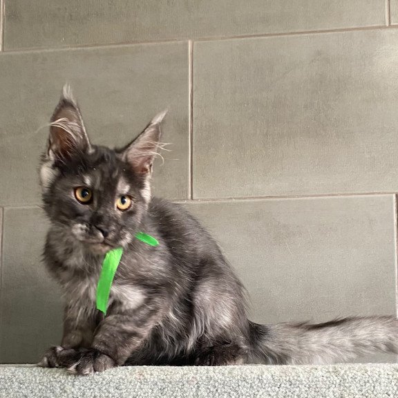 Maine Coon EZ Ural