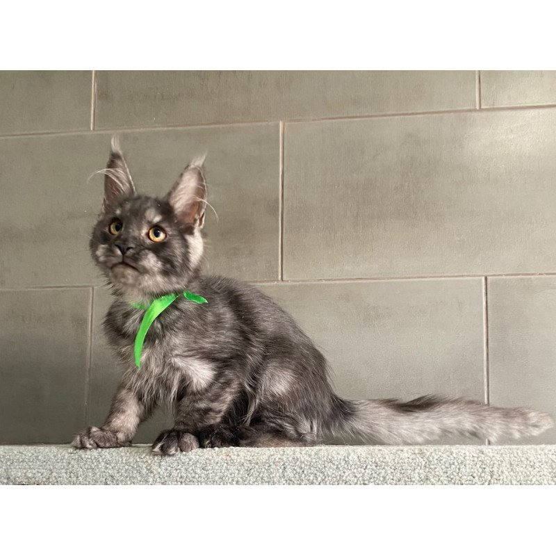 Maine Coon EZ Ural