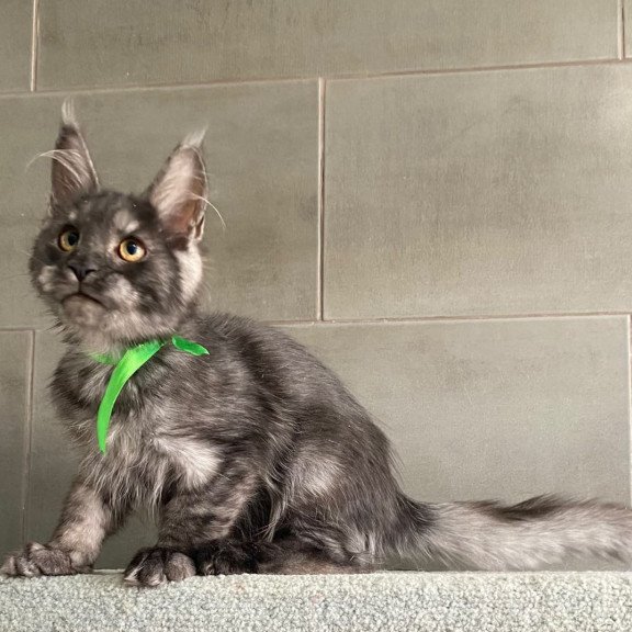 Maine Coon EZ Ural