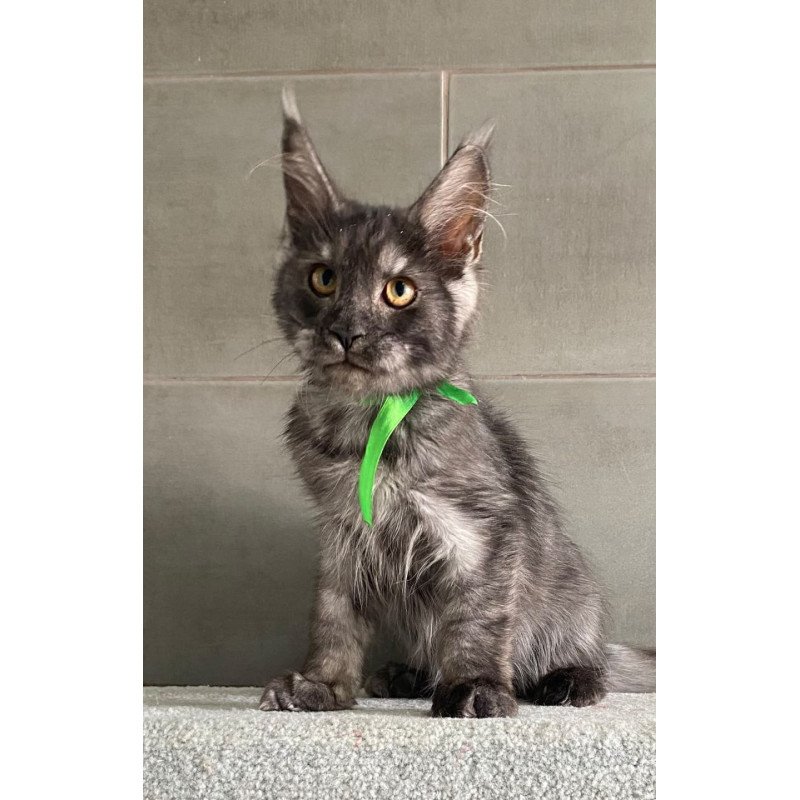 Maine Coon EZ Ural